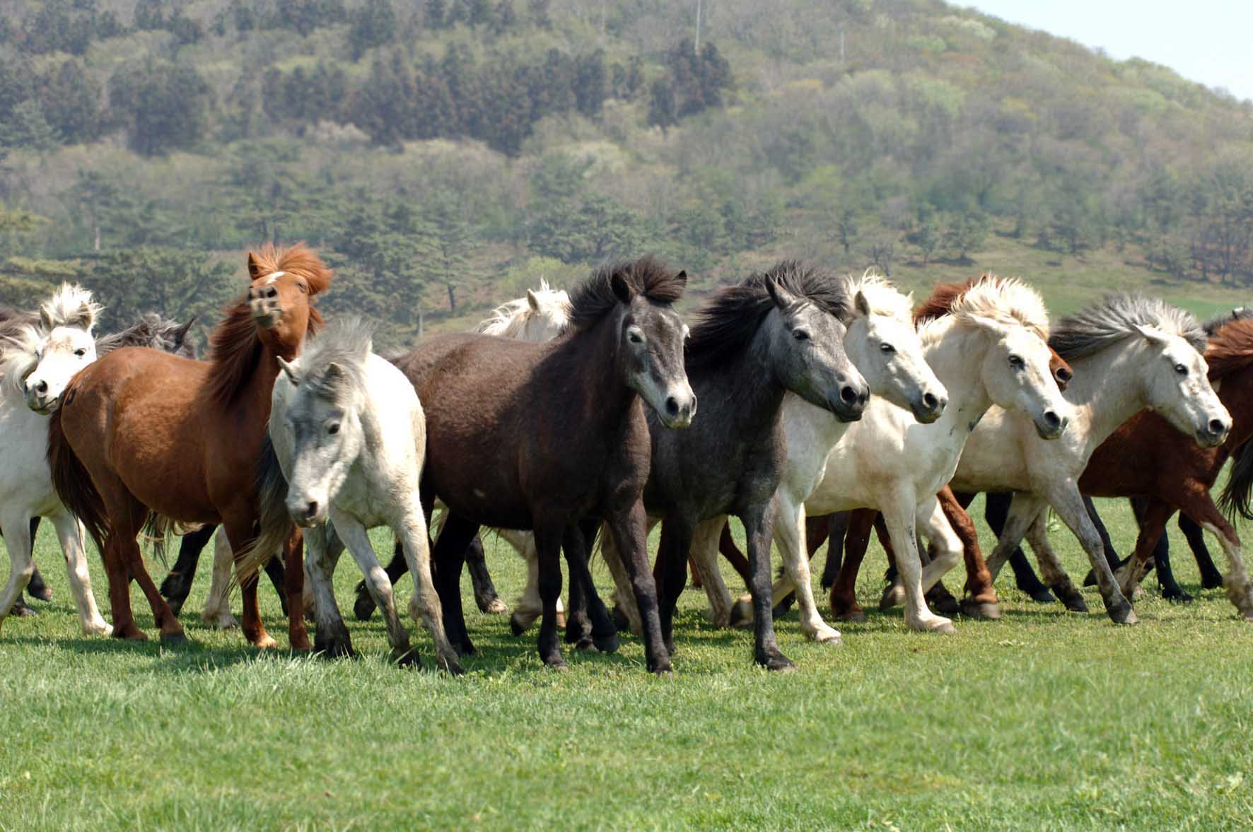 Jeju Horse